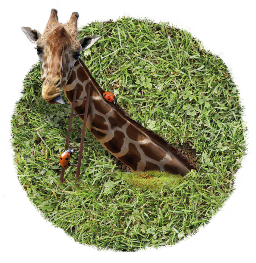 2015 Grasland PieterDeDecker giraffeschuifaf web