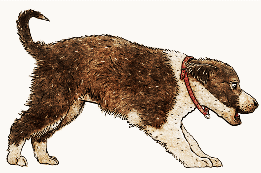 pieterdedecker STEKELKNUFFEL hond