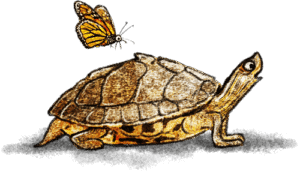 illustratie schildpad vlinder
